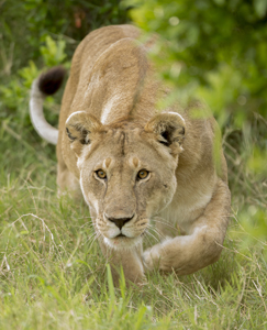 lioness